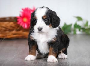 tri-colored male mini bernedoodle near St Louis Missouri