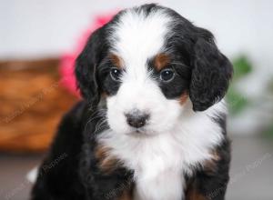 tri-colored male mini bernedoodle near St Louis Missouri