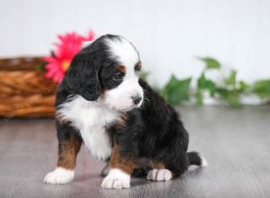 tri-colored male mini bernedoodle near St Louis Missouri 