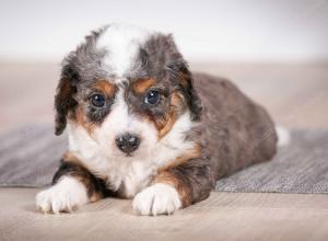 F1B Blue Merle Tiny Bernedoodle in Illinois