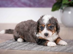 F1B Blue Merle Tiny Bernedoodle in Illinois