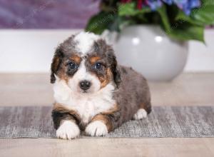 F1B Blue Merle Tiny Bernedoodle in Illinois