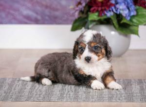 F1B Blue Merle Tiny Bernedoodle in Illinois