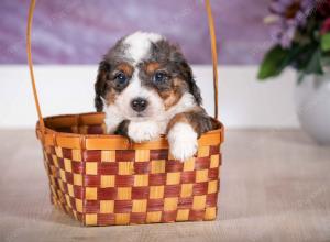 F1B Blue Merle Tiny Bernedoodle in Illinois