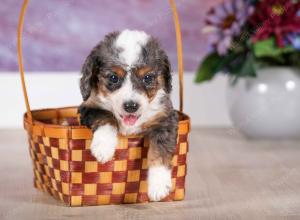 F1B Blue Merle Tiny Bernedoodle in Illinois