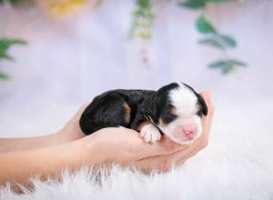 tri-colored female mini bernedoodle near Chicago Illinois