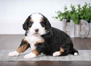 tri-colored female mini bernedoodle near Chicago Illinois