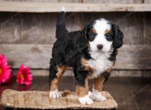 tri-colored female mini bernedoodle near Chicago Illinois