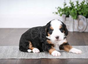 tri-colored female mini bernedoodle near Chicago Illinois