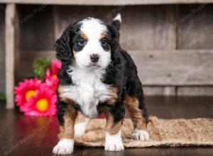 tri-colored female mini bernedoodle near Chicago Illinois