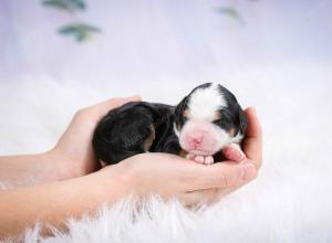 tri-colored female mini bernedoodle near Chicago Illinois