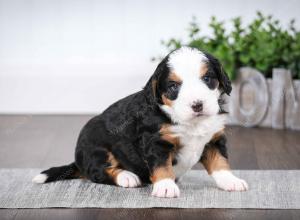 tri-colored female mini bernedoodle near Chicago Illinois