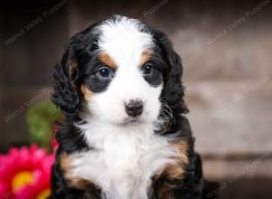 tri-colored female mini bernedoodle near Chicago Illinois