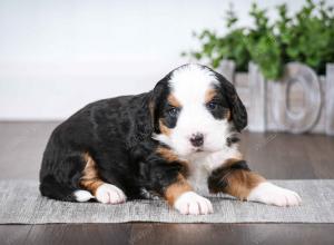 tri-colored female mini bernedoodle near Chicago Illinois