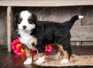 tri-colored female mini bernedoodle near Chicago Illinois