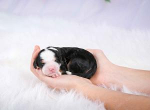 tri-colored female mini bernedoodle near Chicago Illinois