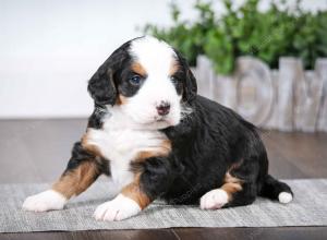 tri-colored female mini bernedoodle near Chicago Illinois