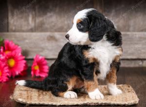 tri-colored female mini bernedoodle near Chicago Illinois