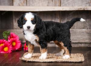 tri-colored female mini bernedoodle near Chicago Illinois