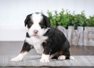 tri-colored male mini bernedoodle near Chicago Illinois