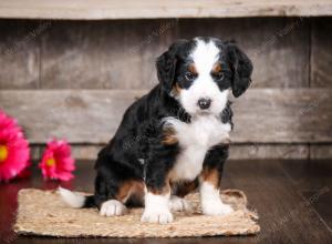 tri-colored male mini bernedoodle near Chicago Illinois