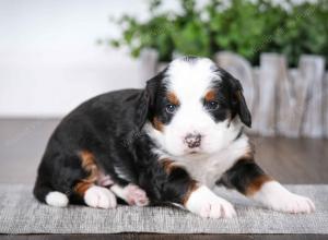 tri-colored male mini bernedoodle near Chicago Illinois