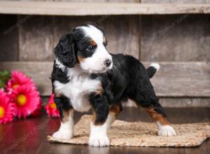 tri-colored male mini bernedoodle near Chicago Illinois