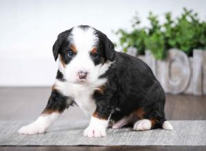 tri-colored male mini bernedoodle near Chicago Illinois