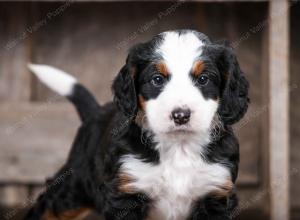 tri-colored male mini bernedoodle near Chicago Illinois