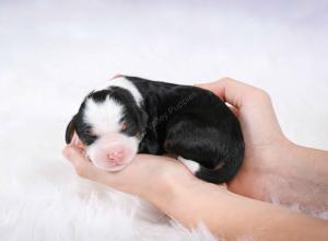 tri-colored male mini bernedoodle near Chicago Illinois