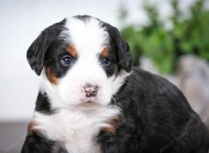 tri-colored male mini bernedoodle near Chicago Illinois