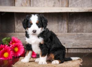 tri-colored male mini bernedoodle near Chicago Illinois