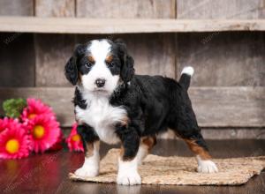 tri-colored male mini bernedoodle near Chicago Illinois