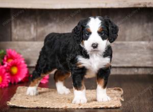 tri-colored male mini bernedoodle near Chicago Illinois