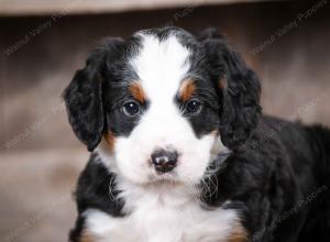 tri-colored male mini bernedoodle near Chicago Illinois