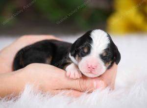 tri-colored male mini bernedoodle near St Louis Missouri