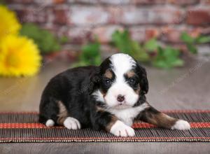 tri-colored male mini bernedoodle near St Louis Missouri