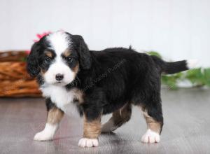 tri-colored male mini bernedoodle near St Louis Missouri