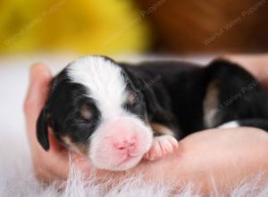 tri-colored male mini bernedoodle near St Louis Missouri