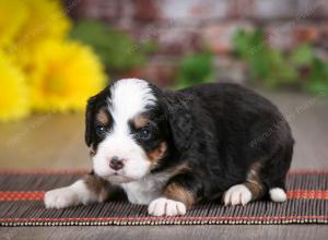 tri-colored male mini bernedoodle near St Louis Missouri