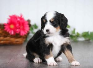 tri-colored male mini bernedoodle near St Louis Missouri