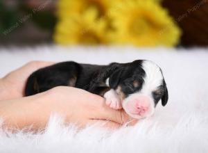 tri-colored male mini bernedoodle near St Louis Missouri