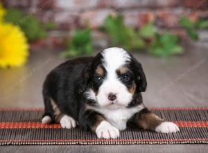 tri-colored male mini bernedoodle near St Louis Missouri