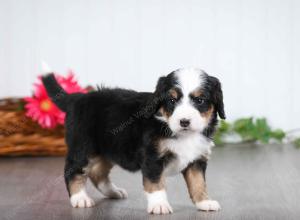 tri-colored male mini bernedoodle near St Louis Missouri