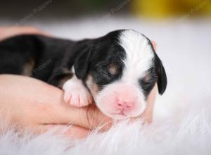 tri-colored male mini bernedoodle near St Louis Missouri