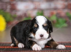 tri-colored male mini bernedoodle near St Louis Missouri