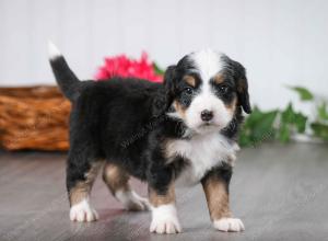 tri-colored male mini bernedoodle near St Louis Missouri