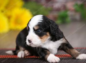 tri-colored male mini bernedoodle near St Louis Missouri