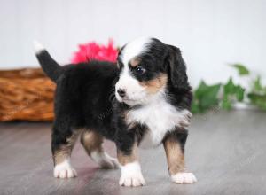 tri-colored male mini bernedoodle near St Louis Missouri