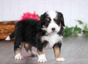 tri-colored male mini bernedoodle near St Louis Missouri 